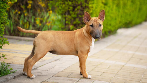 Miniature bull 2024 terrier puppies